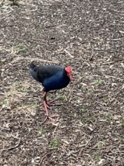 Porphyrio melanotus