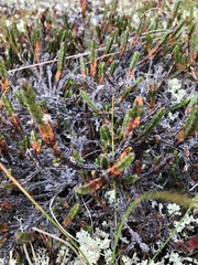 Cassiope tetragona