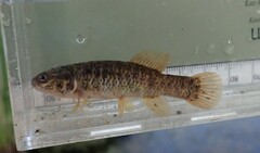 Umbra limi