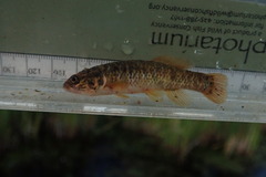 Umbra limi