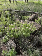 Polanisia dodecandra