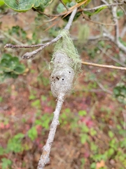 Callirhytis quercussuttoni