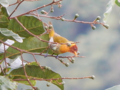 Hemithraupis ruficapilla