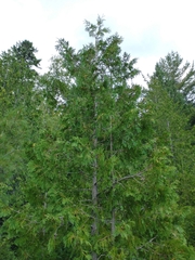 Cupressaceae