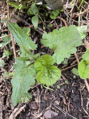 Senecio triangularis