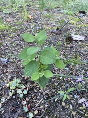 Symphoricarpos albus