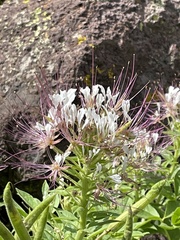 Polanisia dodecandra