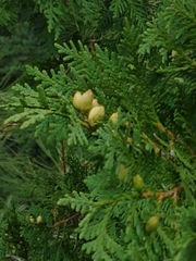 Cupressaceae