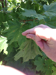 Acer platanoides