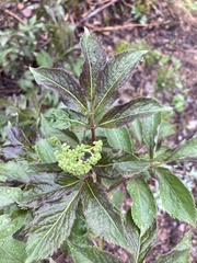 Sambucus