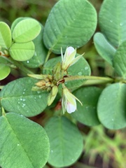 Lespedeza hirta