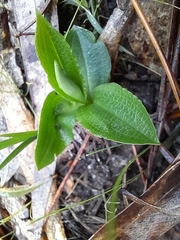Pterostylis cucullata