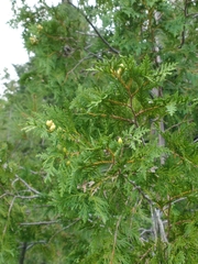 Cupressaceae