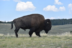 Bison bison bison