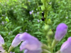 Cosmopepla lintneriana