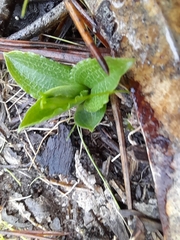 Pterostylis cucullata