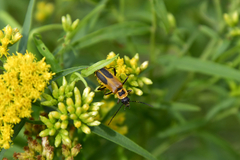 Chauliognathus pensylvanicus