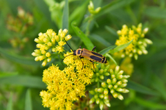 Chauliognathus pensylvanicus