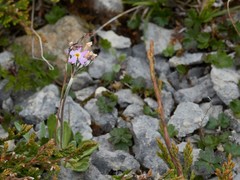 Primula laurentiana