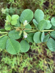 Lespedeza hirta