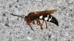 Sphecius speciosus