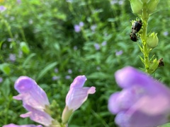 Cosmopepla lintneriana