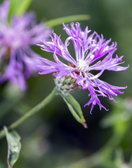 Centaurea nigrescens