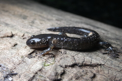Ambystoma laterale