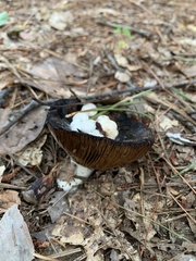 Asterophora lycoperdoides