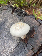 Neolentinus lepideus