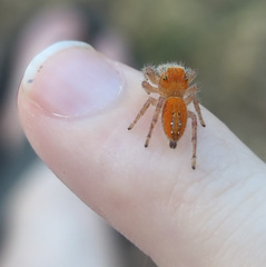 Phidippus cardinalis
