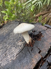 Neolentinus lepideus