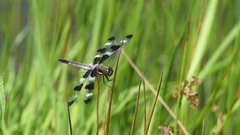 Libellula pulchella