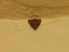 Hypena