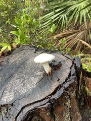Neolentinus lepideus