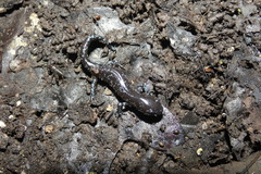 Ambystoma laterale
