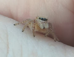 Phidippus cardinalis