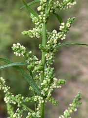 Dysphania ambrosioides