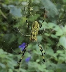 Trichonephila clavata