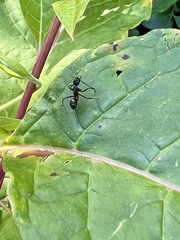 Camponotus chromaiodes