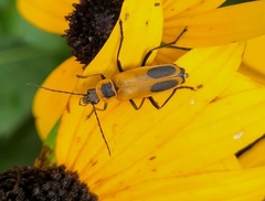 Chauliognathus pensylvanicus