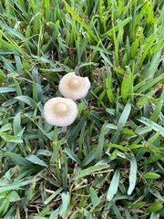 Conocybe apala