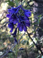 Delphinium glaucum