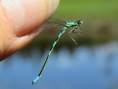 Coenagrion resolutum