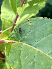Camponotus chromaiodes