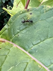 Camponotus chromaiodes