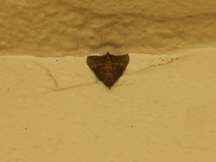 Hypena