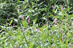 Persicaria amphibia