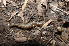 Ambystoma