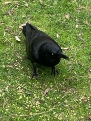 Corvus mellori